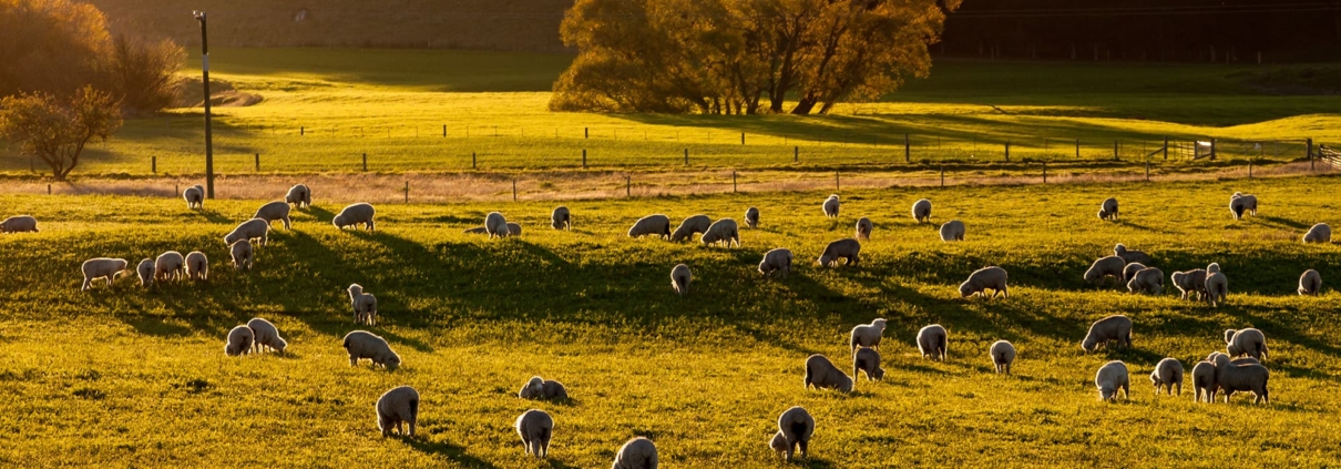 scargill-sheep-farm